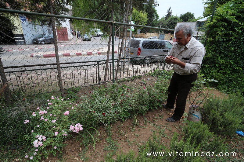 Tlemcen - Sid Ahmed l'Herboriste de Hartoun