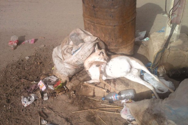 Arrêt sur image -  Vu à Tamanrasset: Menace sur la faune saharienne 