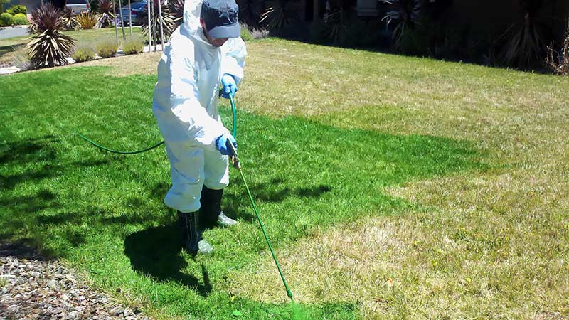 Planète - Et des Américains peignent leur pelouse 