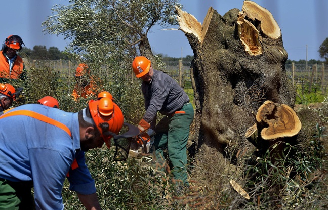 Planète - Une bactérie tueuse d'oliviers détectée pour la première fois en Corse