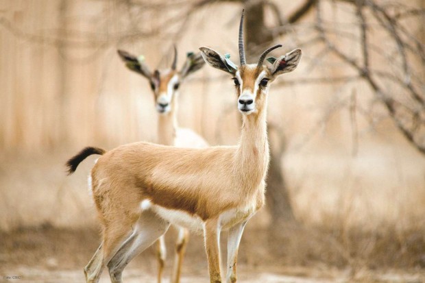 Algérie - En raison essentiellement d’actes de braconnage:  De nombreuses espèces en voie de disparition