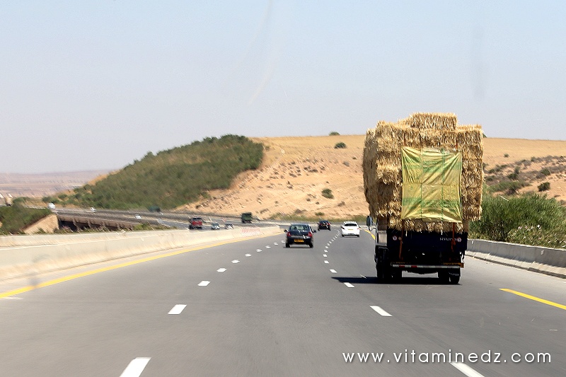 Période des moissons, le foin est en excès dans l'ouest algérien