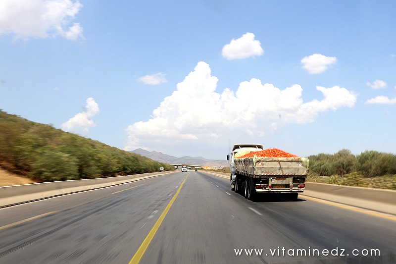 Semi remorques remplis de tomate ... Belle récolte