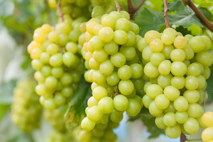 MOSTAGANEM - Le bon goût du raisin