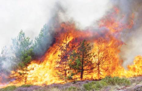 Sidi Bel Abbès et Mascara -  Les feux de forêt font des ravages