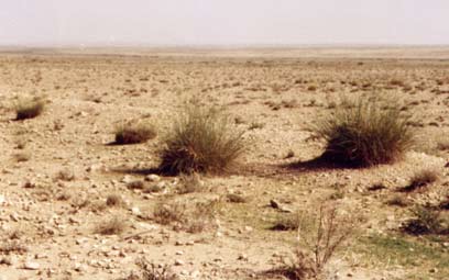 Tiaret -  Une association dénonce le sur-pâturage illicite 