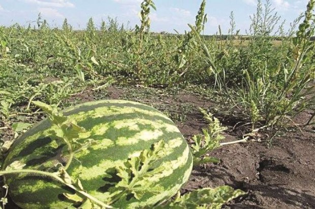 Dopée, mazoutée, greffée:  La pastèque algérienne dans tous ses états