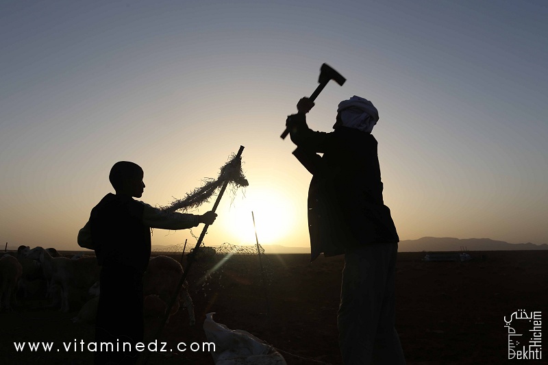 Vie de bédouins, dans la région de Sfissifa, Wilaya de Naama