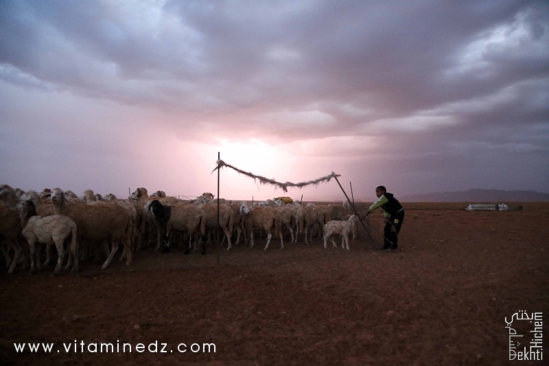 Elevage de moutons, dans la région de Sfissifa, Wilaya de Naama