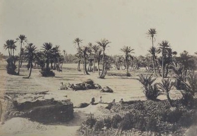 Palmiers et Tentes PHOTO ANCIENNE D'ALGERIE  Félix Jacques Antoine Moulin 1802 -1875