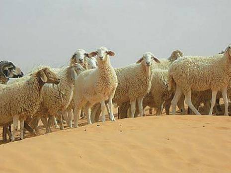 Algérie - Le cheptel ovin menace la steppe de désertification