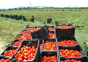 Algérie - L'agroalimentaire : L'immense gâchis  Non valorisation du surplus de production