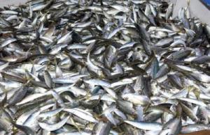 Jijel -  La sardine à 100 DA