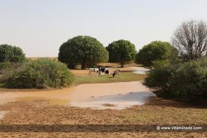 Naama - Une petite Oasis du coté de Gaaloul