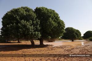 Une petite Oasis du coté de Gaaloul