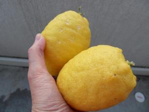 Les aliments prophétiques : Al outrouj, le gros citron