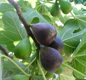 Les aliments prophétiques : Attin, La figue