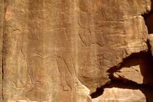 Tadrart, Algérie. Taureaux domestique gravure. Remarque décoration autour de la hanche. Récente Tifinagh gravé en dessous de la tête de droite taureau.