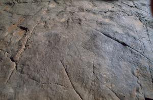 Oued Afar, Algérie. hippopotames