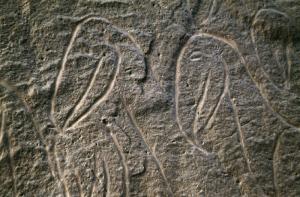 Oued Djerat, Algérie. (Vue du paysage) Chefs de deux oiseaux (Pélicans?).