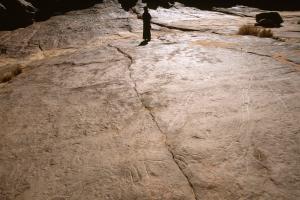 Oued Djaret, Algérie. Vous recherchez des chefs des organes de deux grandes girafes.
