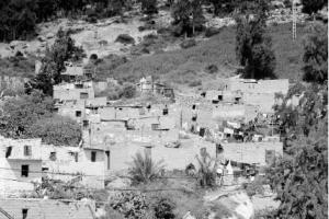 Oran - Environnement: Le domaine forestier gangréné par des habitations illicites