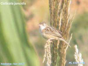 Zitting Cisticola -  هازجة مروحية الذنب