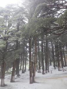 Première chute de neige à Chréa (Blida)