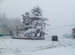 premières chute de neige,sur Chréa.