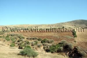 Terre agricole de 37 Hectares à Sidi Ouriache (Oulhassa) à vendre au lieu dit Zebboudja