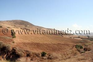 Terre agricole de 37 Hectares à Sidi Ouriache (Oulhassa) à vendre au lieu dit Zebboudja
