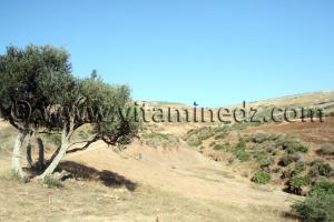 أرض زراعية مساحة 37 هكتارا في سيدي ورياش (ولهاصة) للبيع في مكان يدعى زبوجة