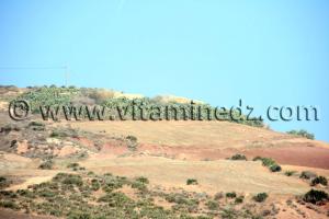 أرض زراعية مساحة 37 هكتارا في سيدي ورياش (ولهاصة) للبيع في مكان يدعى زبوجة