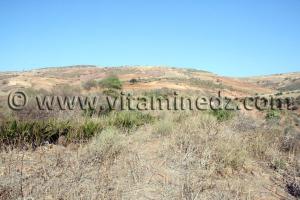 أرض زراعية مساحة 37 هكتارا في سيدي ورياش (ولهاصة) للبيع في مكان يدعى زبوجة