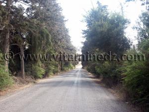 Vers le Village de Siga (Oulhassa - Wilaya Ain Temouchent)