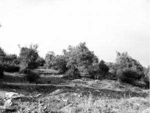 Filière oléicole à Skikda:  Ça tarde encore à baigner dans l’huile