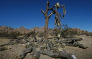 Planète - La Californie, moteur du combat écologique aux Etats-Unis