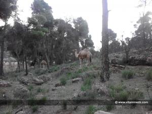 Tlemcen - Des chameaux à la foret du petit perdreau