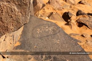Gravures rupestres à Taghit (Algérie - Wilaya de Béchar)