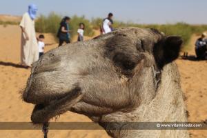 Le chameau qui pleure - Taghit (Algérie - Wilaya de Béchar)