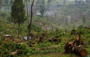 Afrique - Une initiative pour restaurer 100 millions d'hectares de forêts d'ici 2030