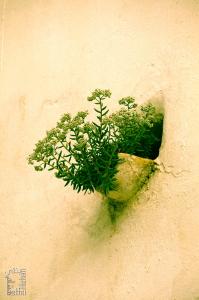 Tlemcen - Belle plante sauvage dans une gouttière au Quartier historique d\'El Eubbad