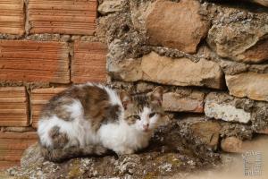 Chaton - Quartier historique d\'El Eubbad