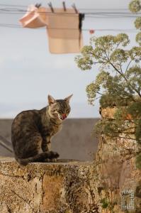 Chat rassasié - Tlemcen - Quartier historique d\'El Eubbad