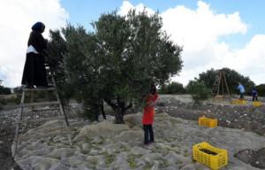 Maghreb - Le changement climatique menace l'«or vert» tunisien