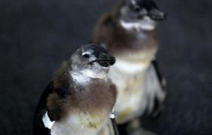 Afrique - Course contre la montre pour stopper la mystérieuse disparition des manchots du Cap