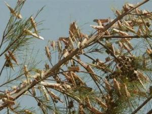 Les criquets pèlerins menacent l’Algérie