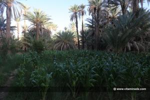 Palmeraie du Ksar Bakhti, près de Taghit