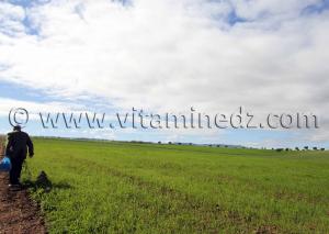 Tlemcen - Verdure des champs de Hennaya (Eugène Etienne)