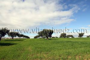 Tlemcen - Champs de blé et Oliveraies à Hennaya (Eugène Etienne)